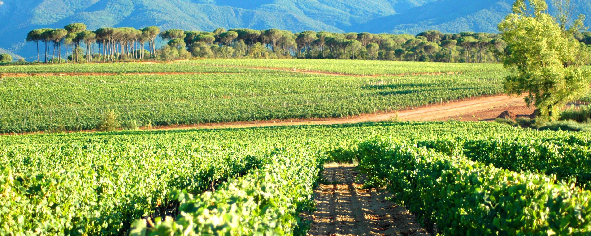 Private tours with Provence Wine Tours