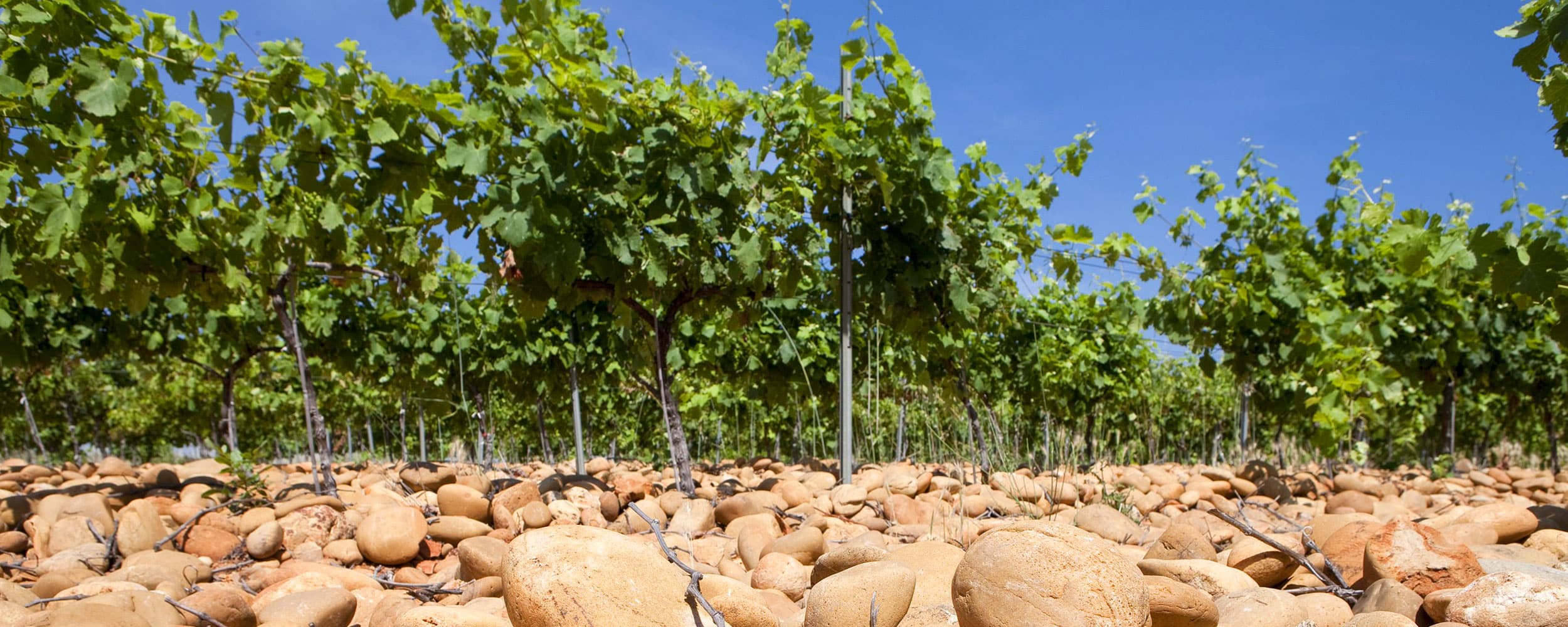 Private tours with Provence Wine Tours
